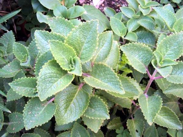 oregano cimarron