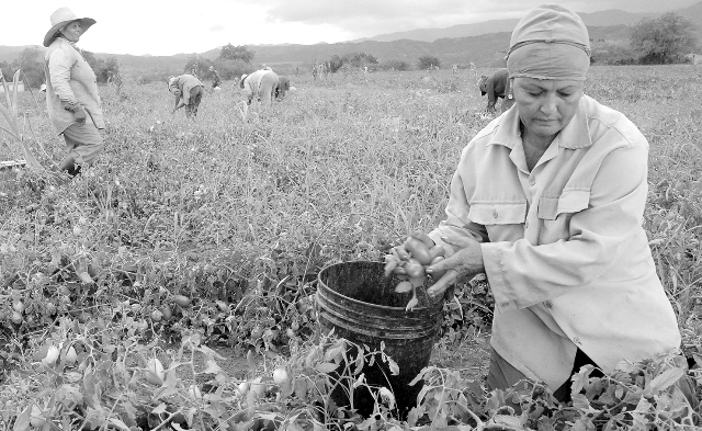 14 día del campesino