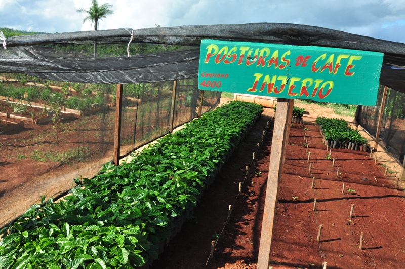 1café Maisí
