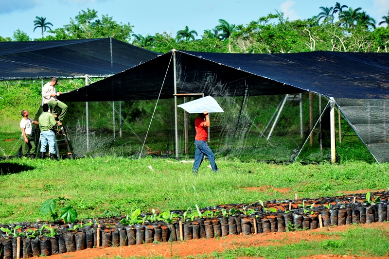 2 café Maisí