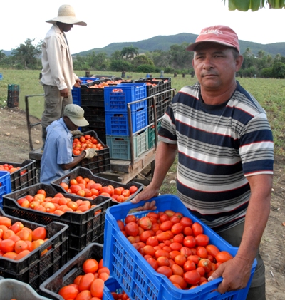 tomatazo valle caujeri4
