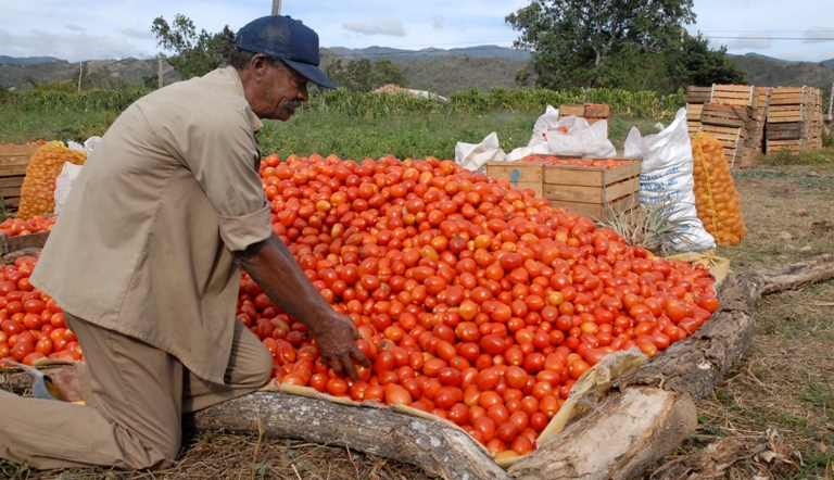 tomatazo valle caujeri port