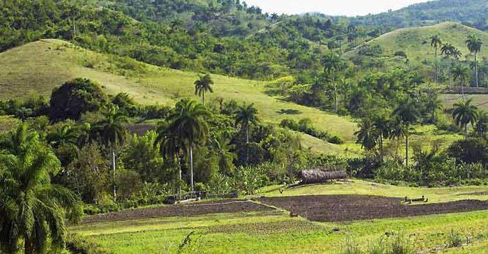 1cuba biodiversidad vegetal
