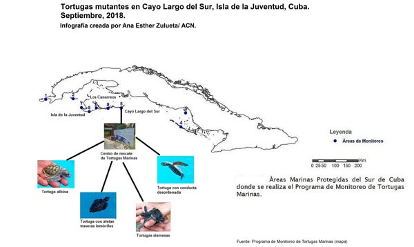 Infografía tortugas mu