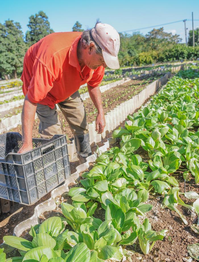 agricultura Urbana