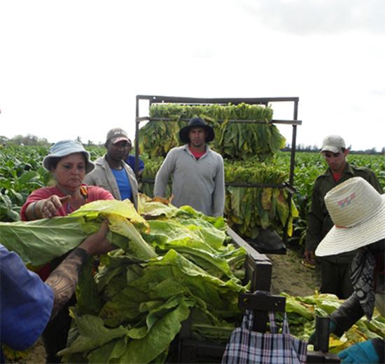 cooperativa tabaco