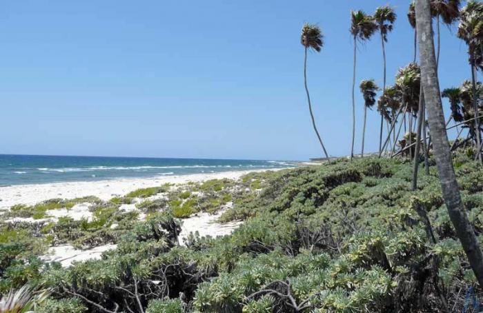 especie nueva playa