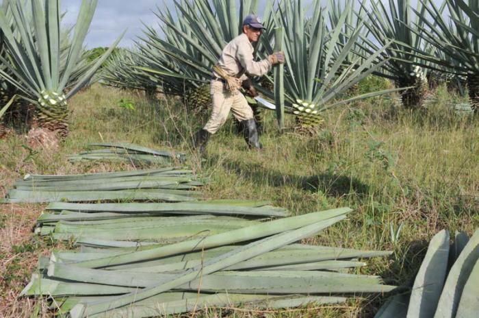 henequen cultivo