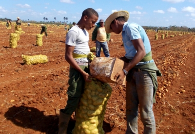 jovenes agricultura
