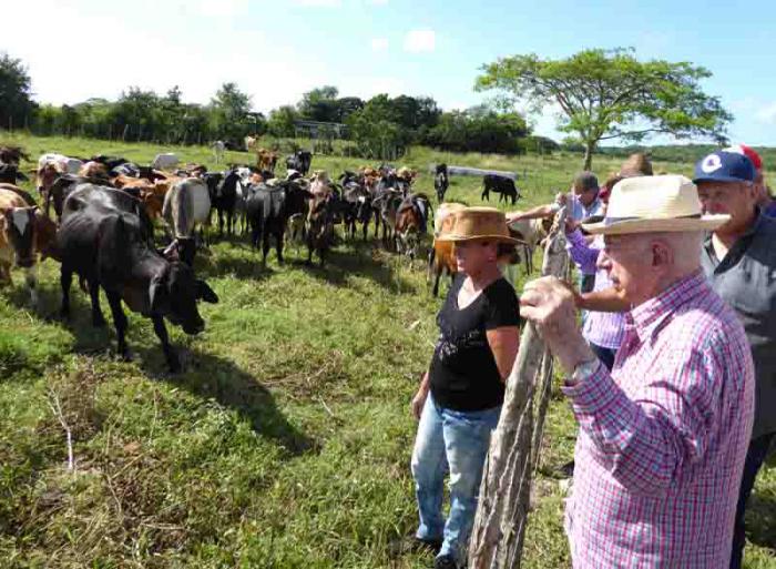 machado camaguey