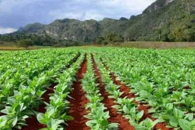 plantaciones tabaco