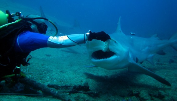 shwo tiburones-cuba