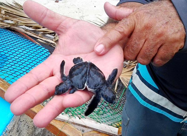 tortugas marinas aez 0