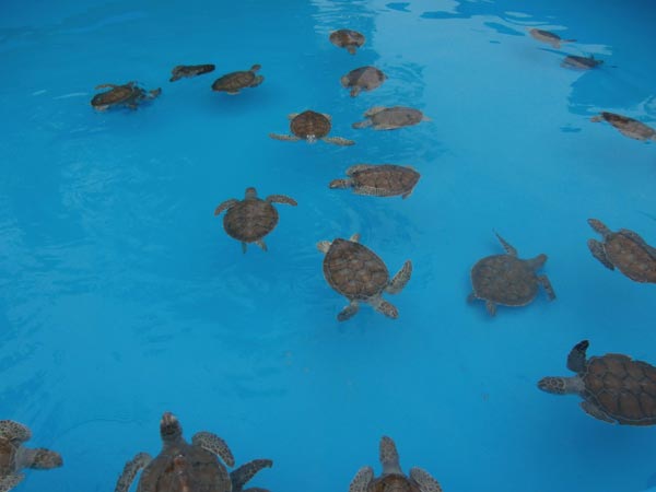 tortugas marinas rdm 01