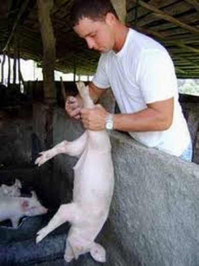 veterinario cuba