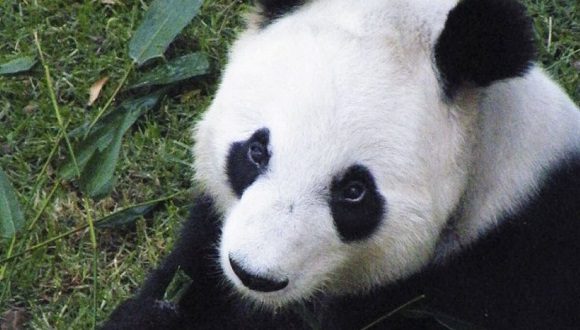 panda xin xin 580x330