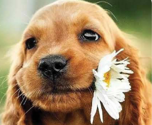 perrito