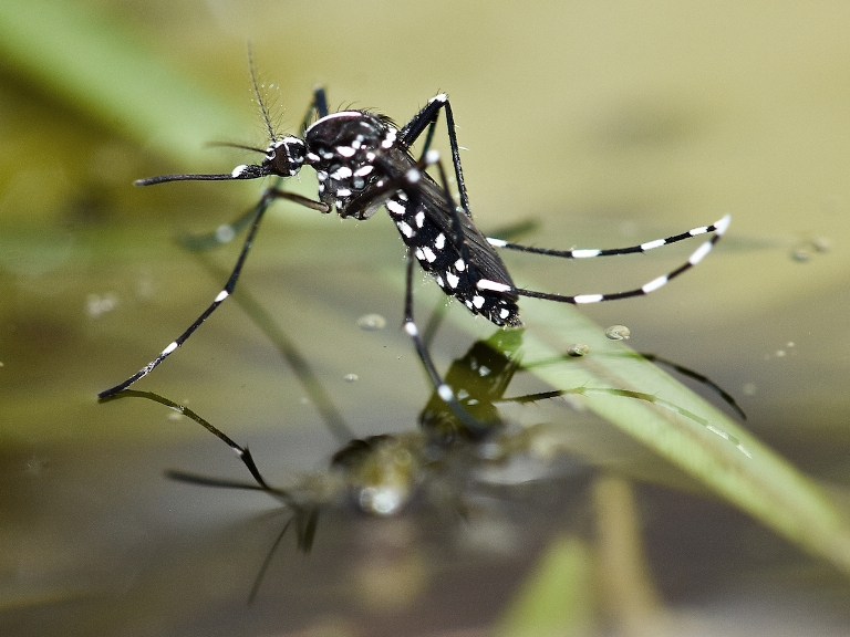 aedes albopictus