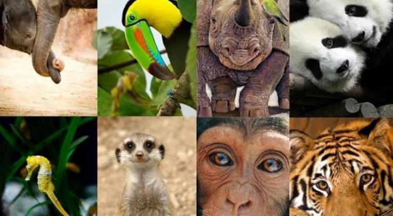 trafico ilegal de especies silvestres