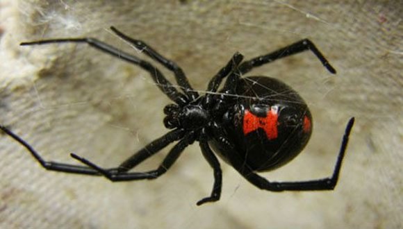 viuda negra 2 580x330